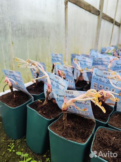 Пион древовидный и травянистый