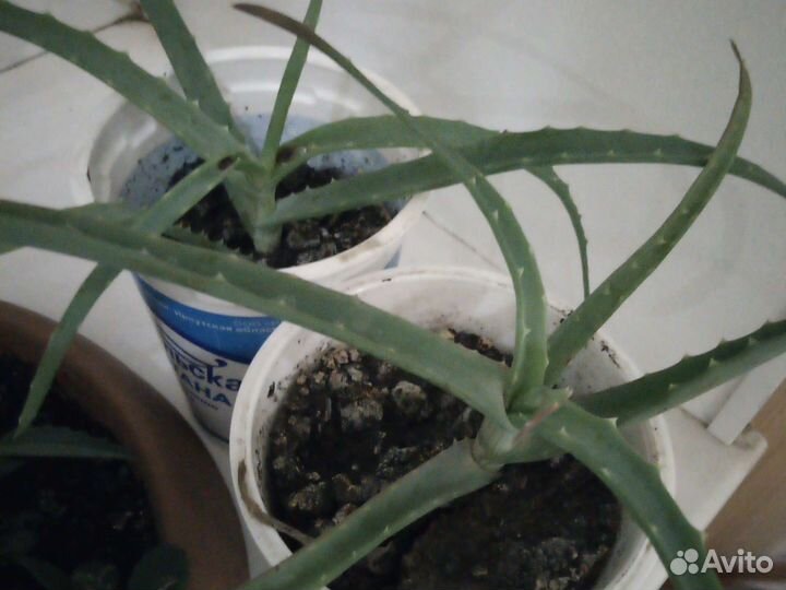 Алоэ лечебный отростки