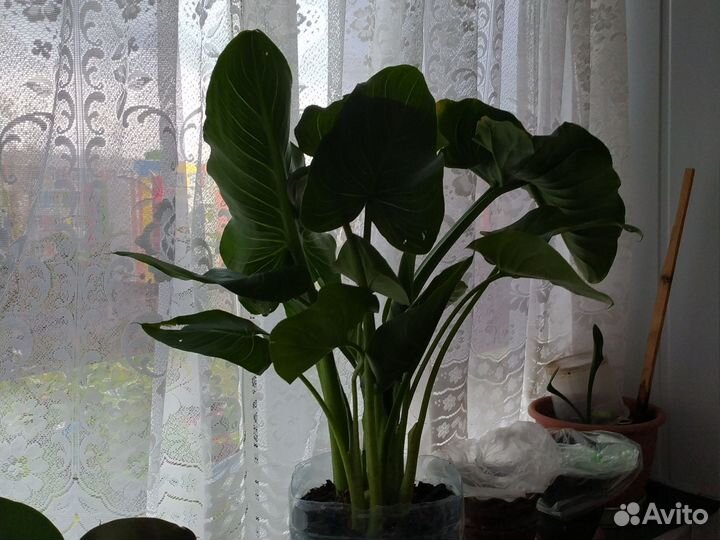 Цветы Каллы в горшке