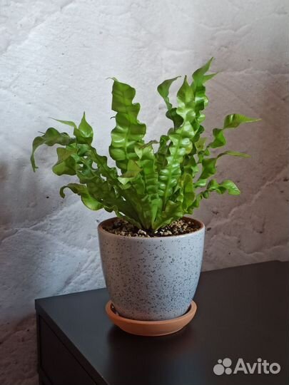 Папоротник Асплениум в керамическом горшке