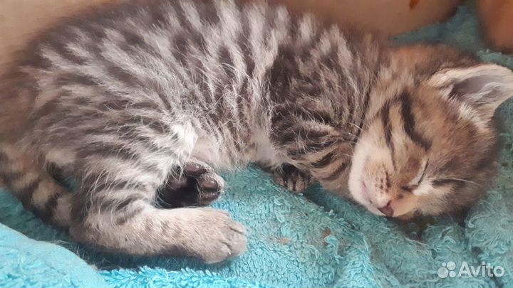 Котята отдам в добрые руки