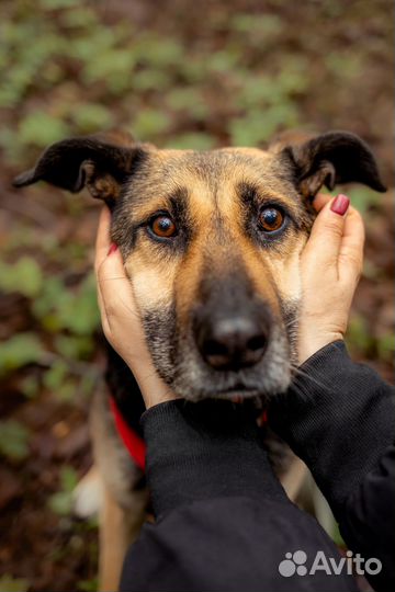 Романтичная особа ищет хозяина-мечтателя