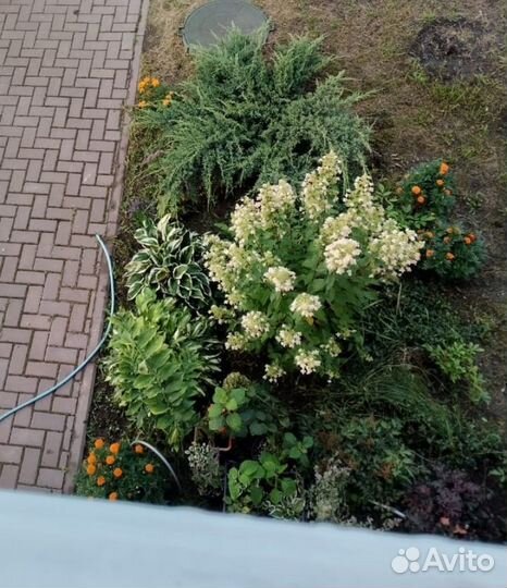 Гортензия взрослый куст