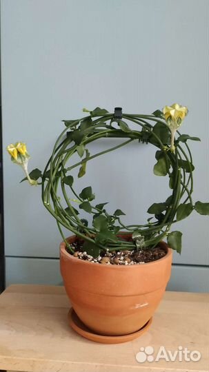 Церопегия сандерсона