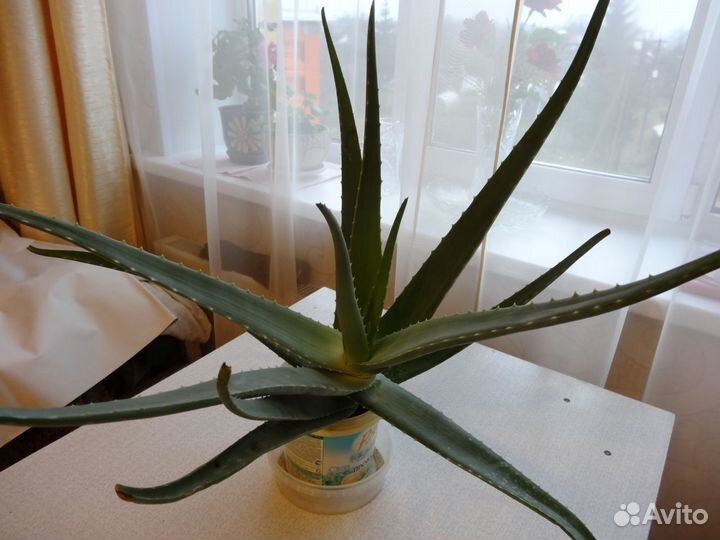 Алоэ на лекарство 3 года