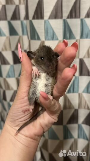 Крысята дамбо кудряшки