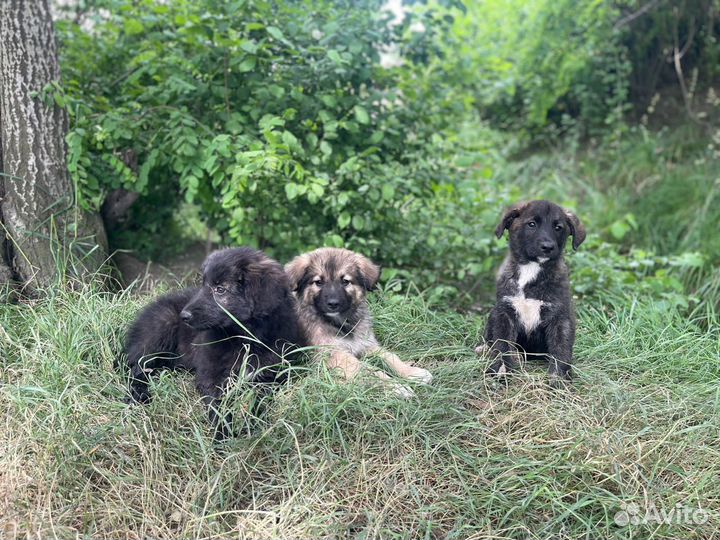 Щенки в добрые руки бесплатно