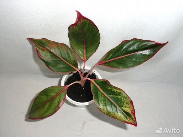 Цветочный mix разных видов