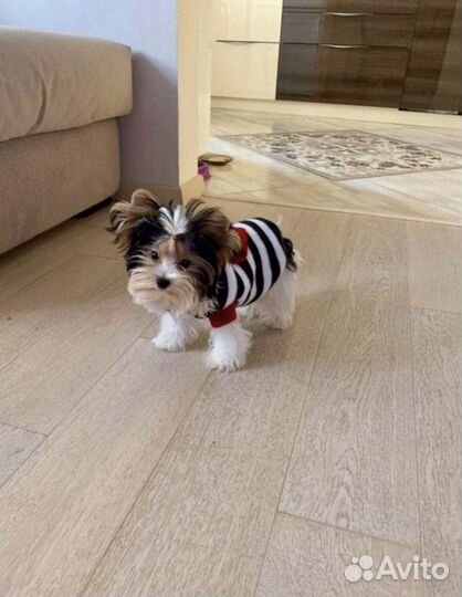 Девочки Бивер