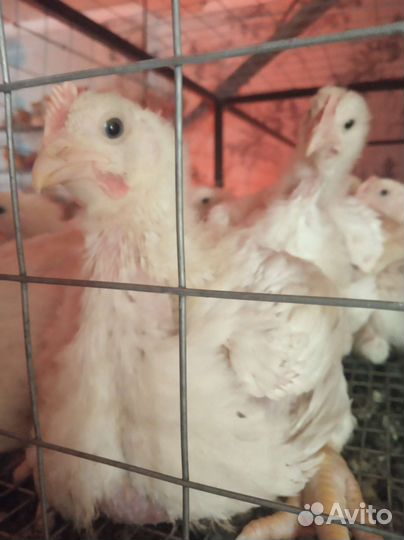 Цыплята и яйцо бройлера