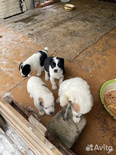 Щенки сао алабай