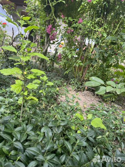 Гибискус сирийский