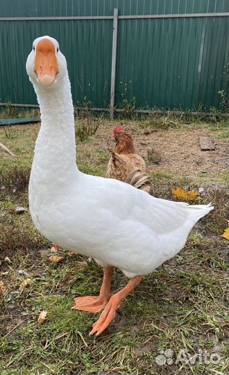 Гусак породы Линда взрослый