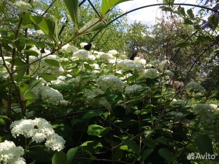 Отростки Гортензии Мяты Душицы Сныти-пёстрой