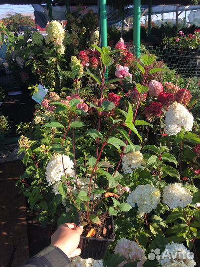 Гортензия метельчатая самарская лидия