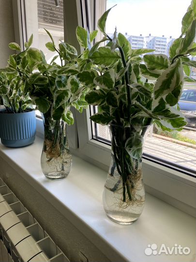 Педилантус отпростки с корнями