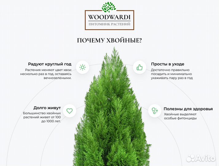 Туя Брабант Экстра качество