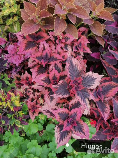 Колеусы вегетативные