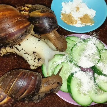 Улитки ахатины