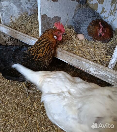 Домашние куриные яйца