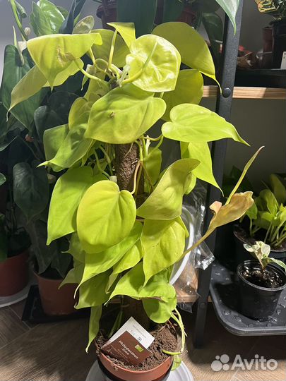 Эпипремнум лайм/ сциндапсус 14/50