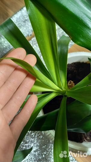 Пальмы для офиса, большие цветы