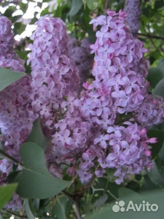 Кустарники красивоцветущие и плодовые