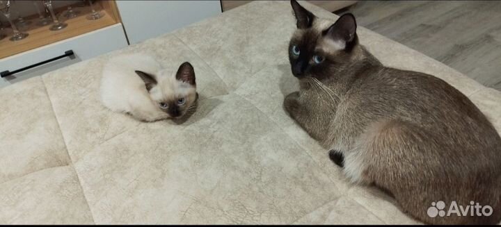Тайские котята