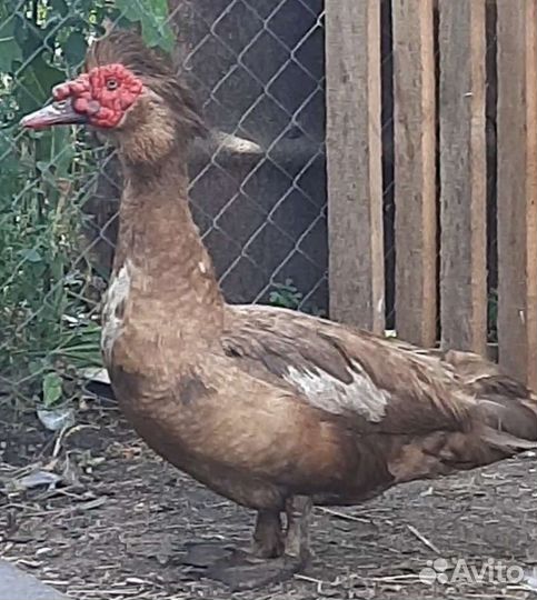 Мускусные утки