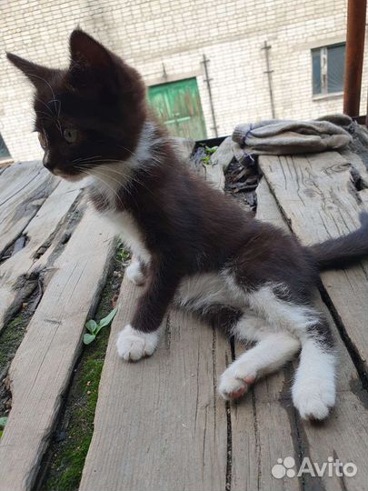 Кошка в дар