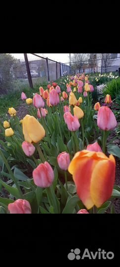 Букеты тюльпанов, срезка