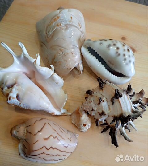 Морские ракушки раковины