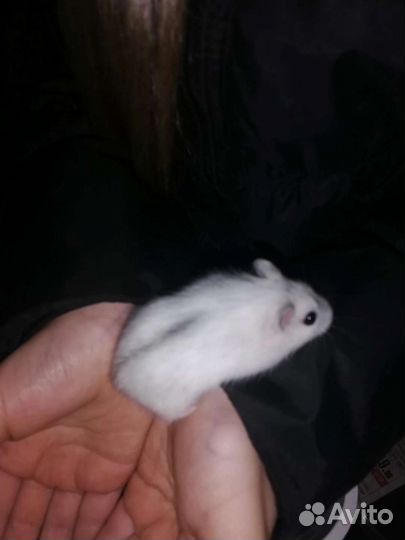 Джунгарский хомяк