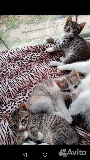 Котята в добрые руки