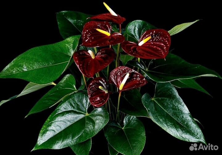 Антуриум Эссенция