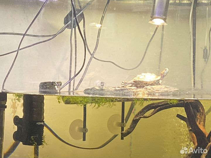 Красноухая черепаха маленькая