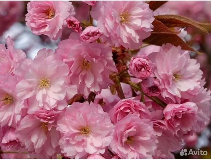 Сакура саженцы