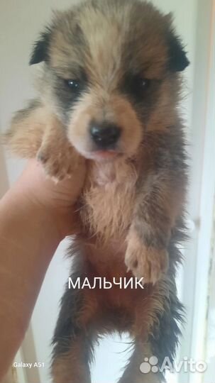 Щеночки ищут дом