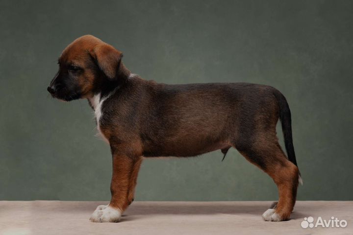 Щенки ксоло в шерсти