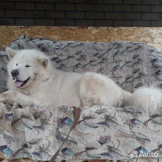 Щенки маламута