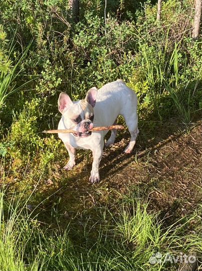 Передержка животных