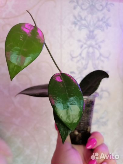 Папоротник, Хойи