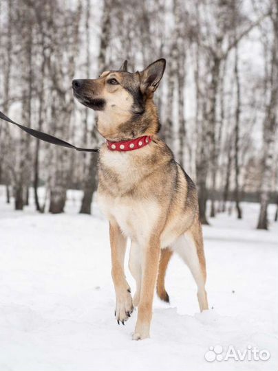 Обаятельная Марта сидит в приюте