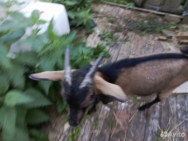 Козел на племя