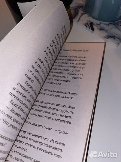 Корги по имени Генри