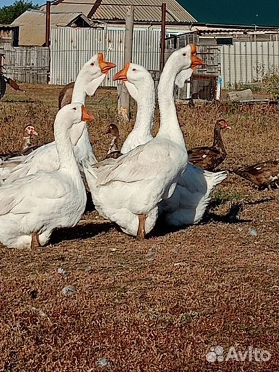 Холмогорские гуси