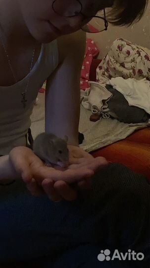 Крысята бесплатно