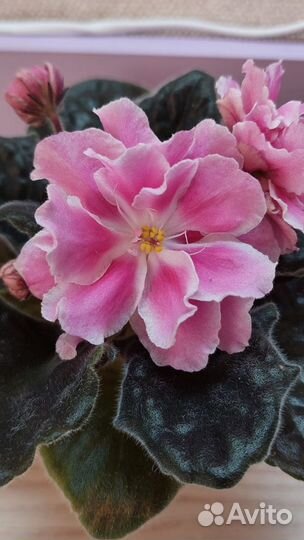 Сортовые фиалки