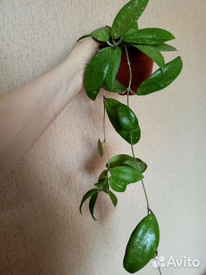 Хойи Kalimantan Sabah IML 1762, ан-21, HWP14-1