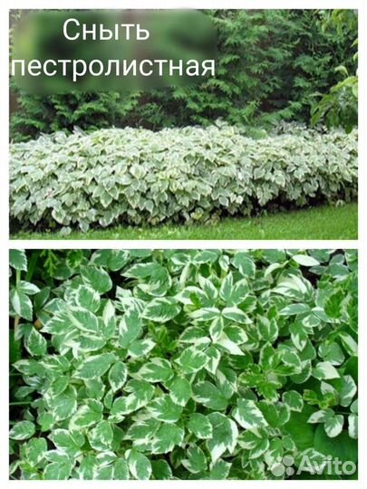 Почвопокровные растения: флокс, седум